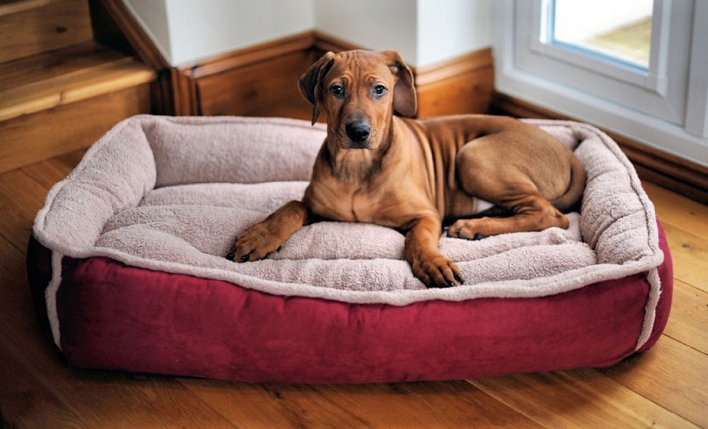 dog bed in guest room 45 ideas for the ultimate guest room