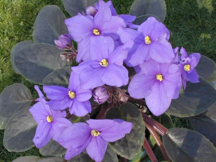 african violet house plant the 32 best house plants to bring greenery indoors
