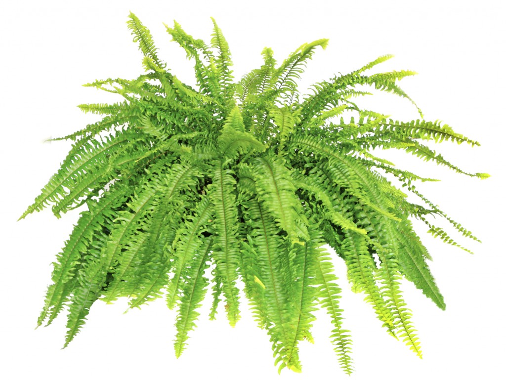 boston fern house plant the 32 best house plants to bring greenery indoors