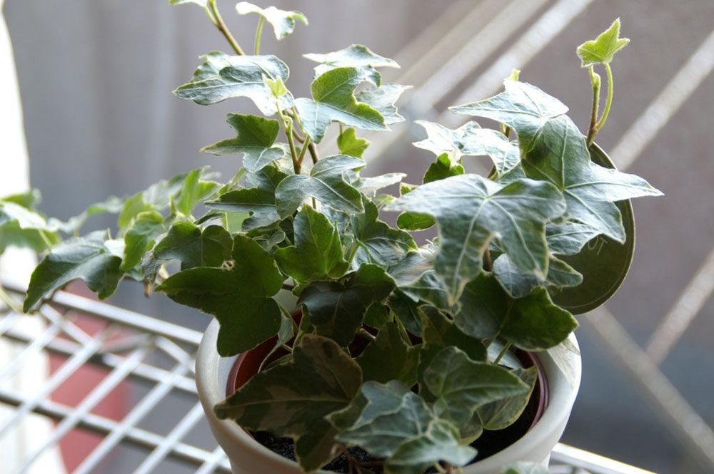 english ivy house plant the 32 best house plants to bring greenery indoors