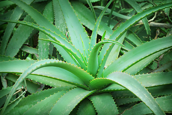 aloe vera house plant the 32 best house plants to bring greenery indoors