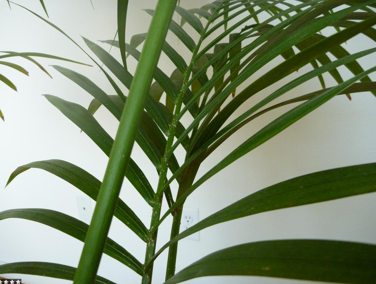 areca palm house plant the 32 best house plants to bring greenery indoors