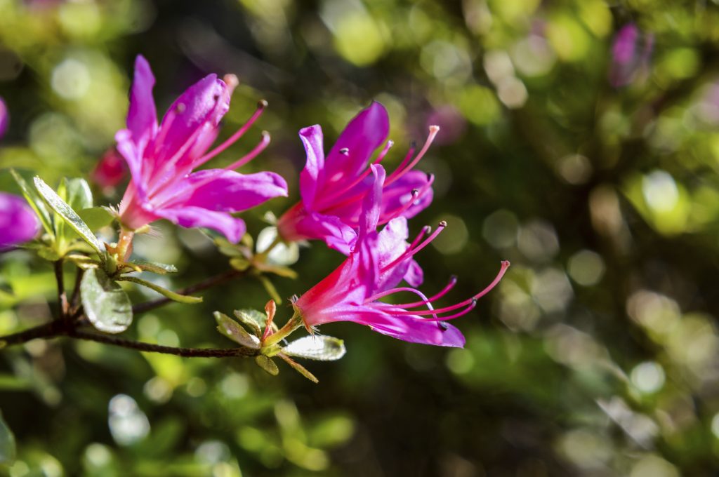 azalea house plant the 32 best house plants to bring greenery indoors