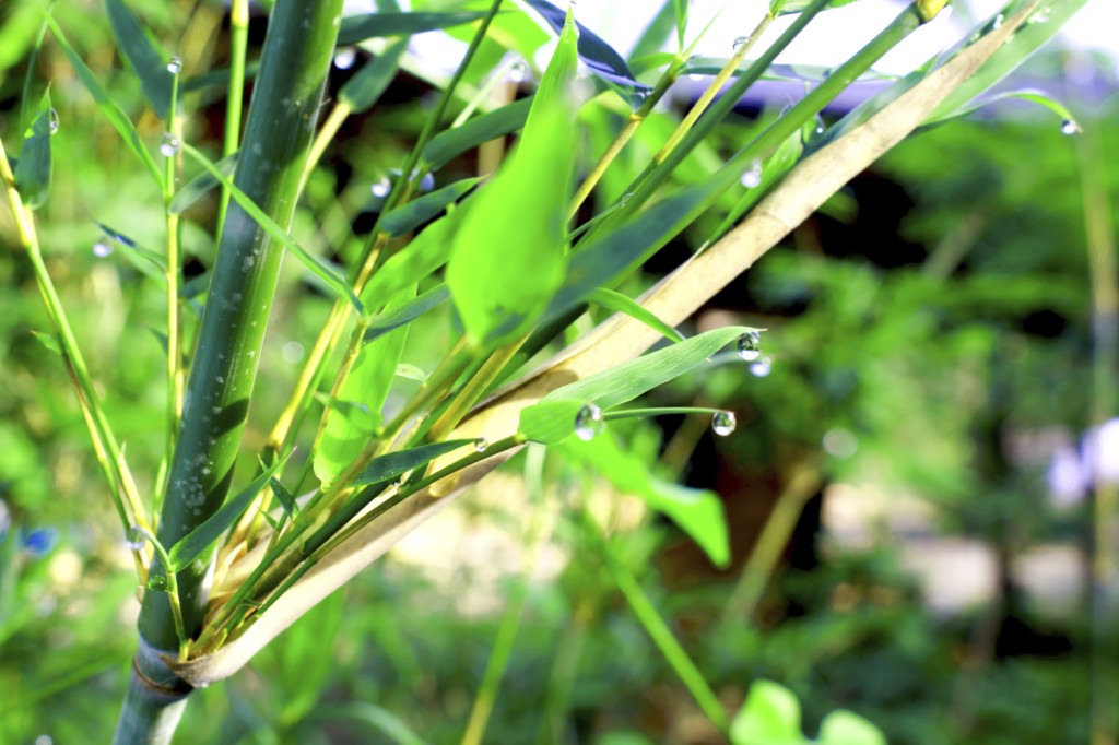 bamboo-palm