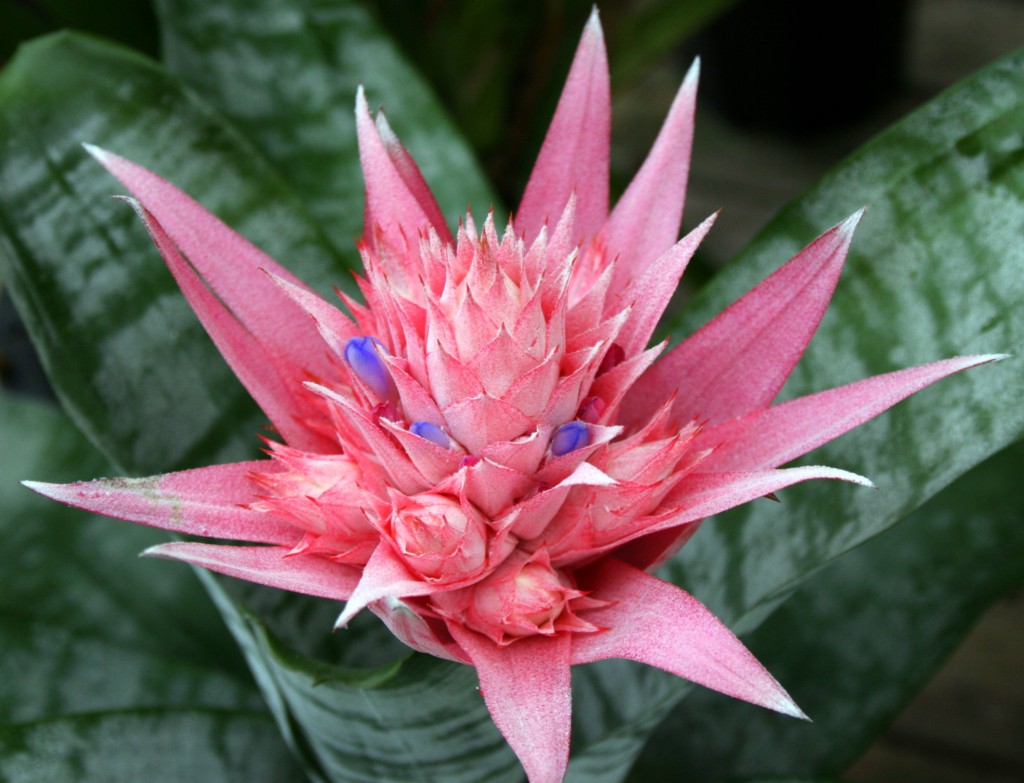 bromeliad plant the 32 best house plants to bring greenery indoors