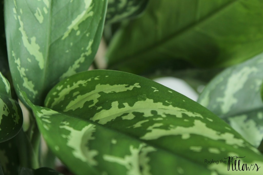 chinese evergreen house plant the 32 best house plants to bring greenery indoors