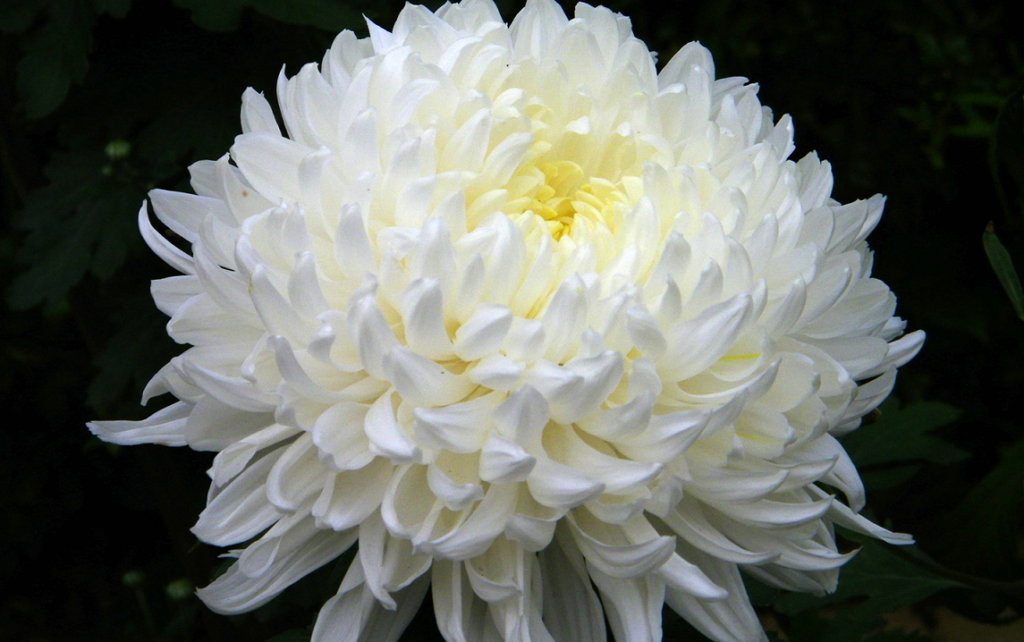 chrysanthemum house plant the 32 best house plants to bring greenery indoors