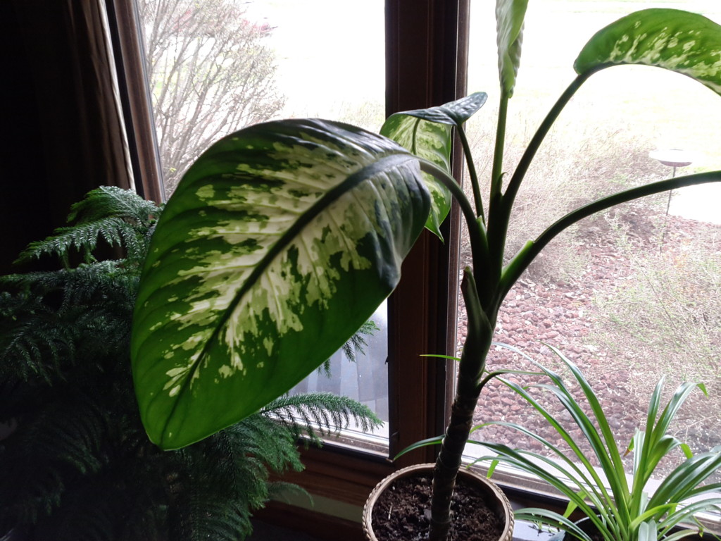 32 Great House Plants to Bring Greenery Indoors Choice Home Warranty 32 Great House Plants to Bring Greenery Indoors Choice Home Warranty
