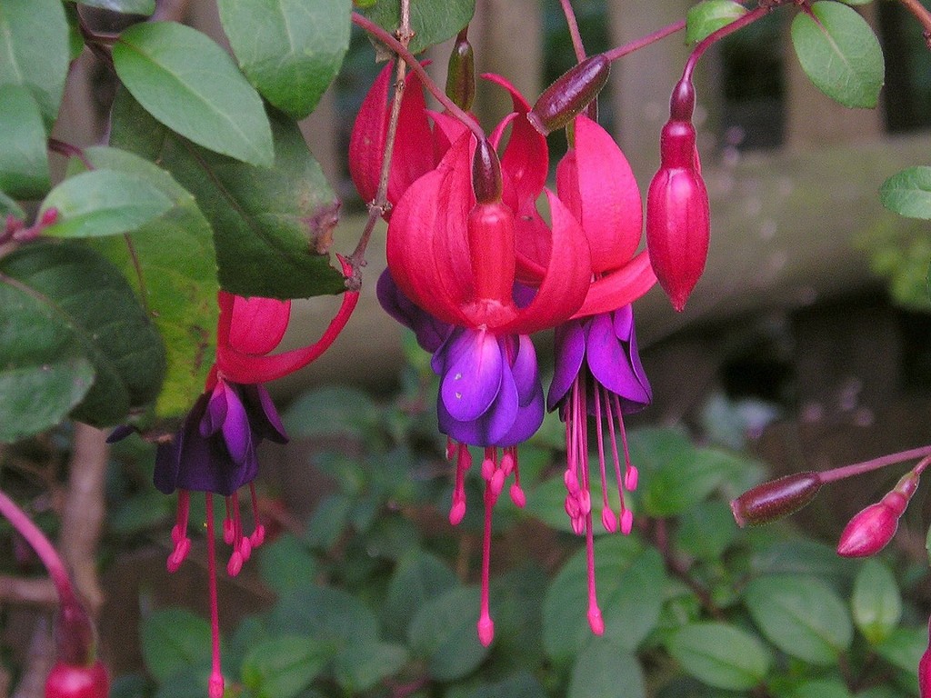 fuschia house plant the 32 best house plants to bring greenery indoors