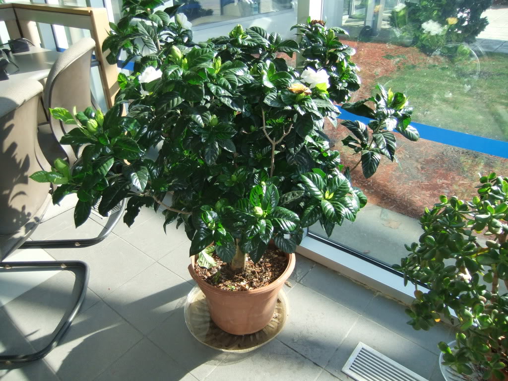 gardenia