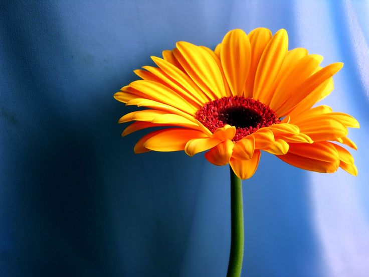 gerbera daisy house plant the 32 best house plants to bring greenery indoors