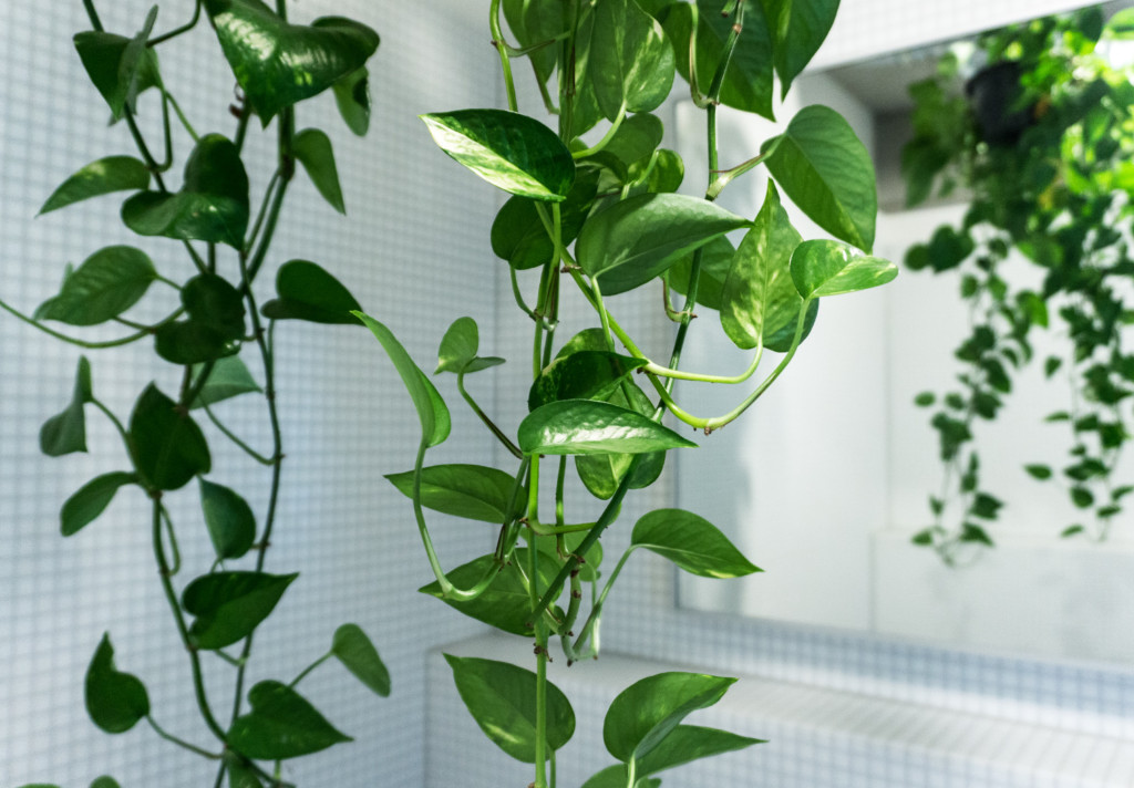 golden pothos house plant the 32 best house plants to bring greenery indoors