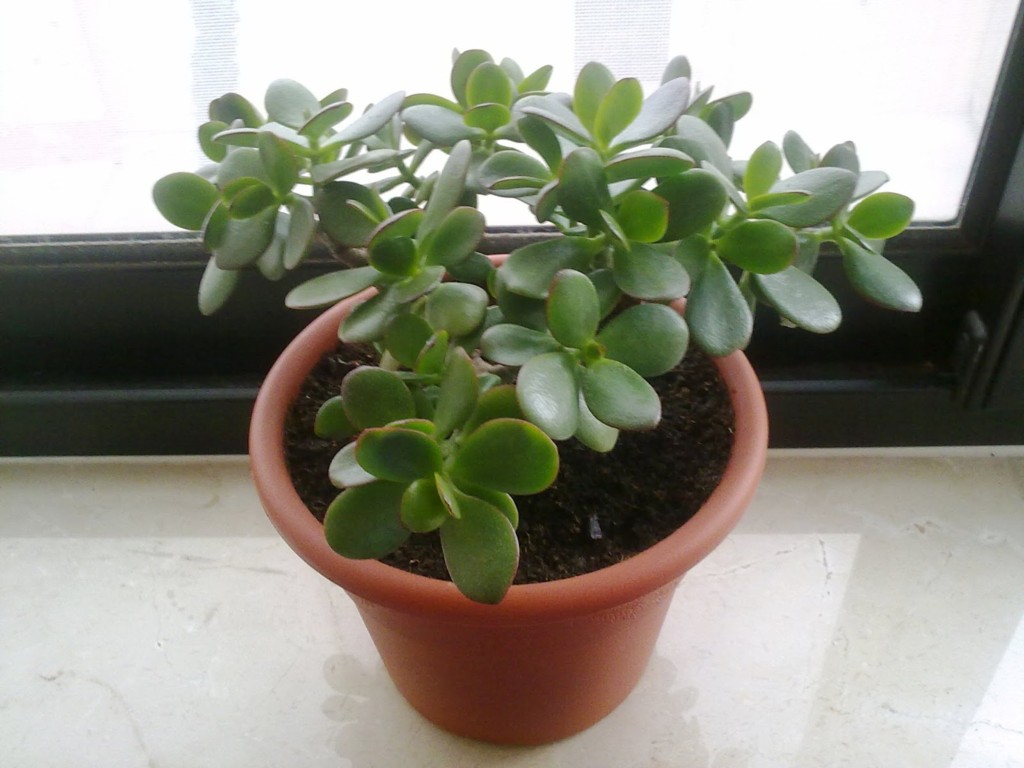 jade plant the 32 best house plants to bring greenery indoors