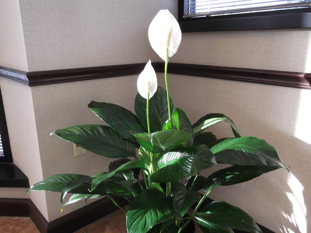 peace lily house plant the 32 best house plants to bring greenery indoors