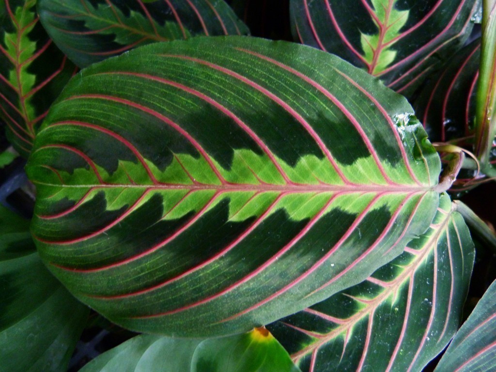 prayer plant house plant the 32 best house plants to bring greenery indoors