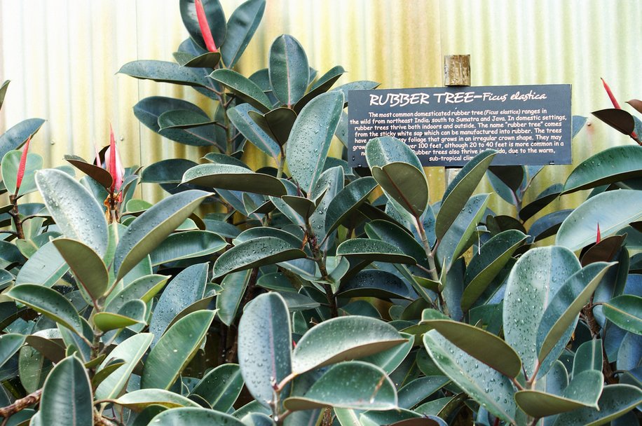 rubber tree house plant the 32 best house plants to bring greenery indoors