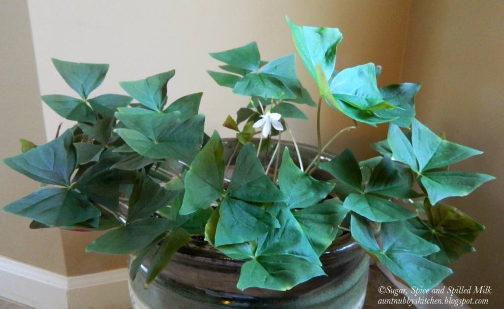 shamrock plant house plant the 32 best house plants to bring greenery indoors