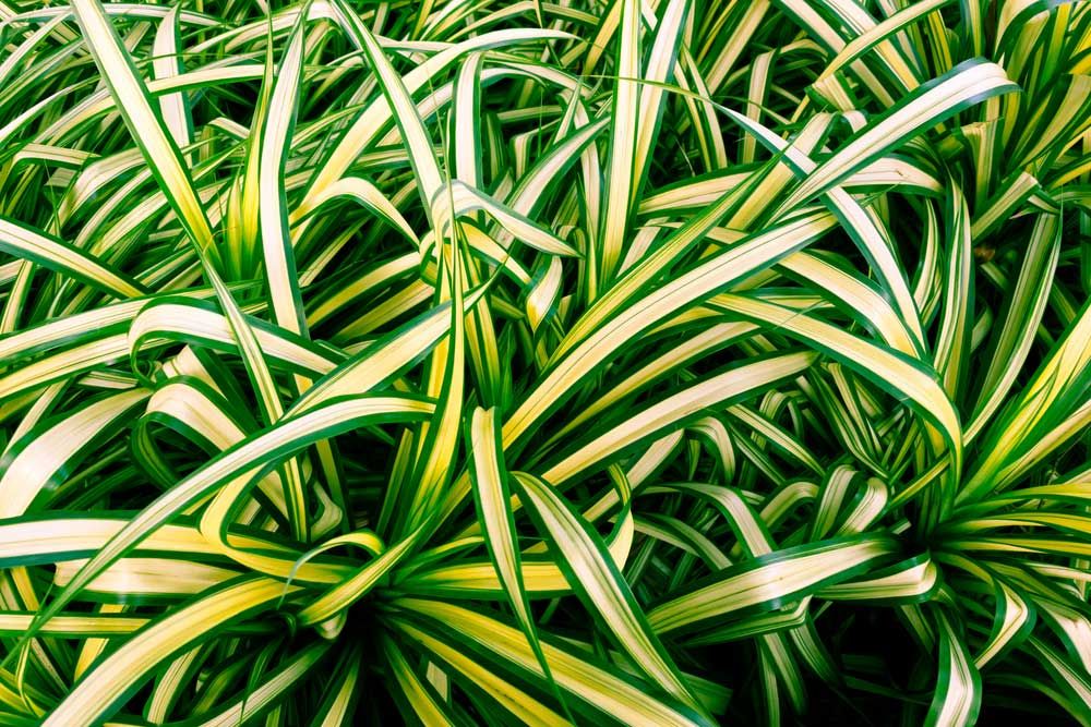 spider plant house plant the 32 best house plants to bring greenery indoors