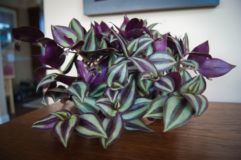 wandering jew house plant the 32 best house plants to bring greenery indoors