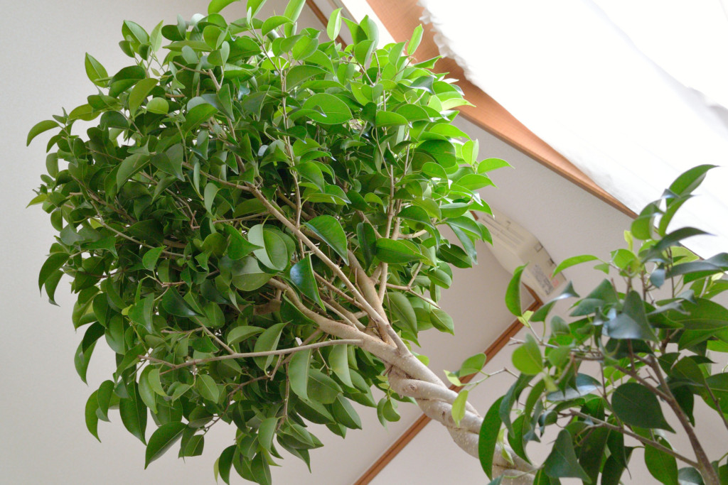weeping fig house plant the 32 best house plants to bring greenery indoors