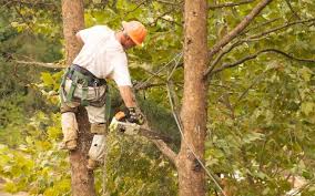 remove fallen branches and trim trees 40 important home exterior maintenance tasks