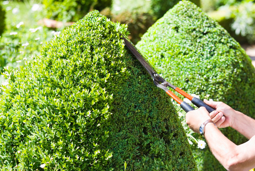 trim back vegetation 40 important home exterior maintenance tasks