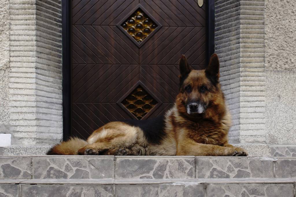 German Shepherd dogs can be a problem for homeowners insurance