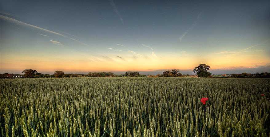 nebraska corn field